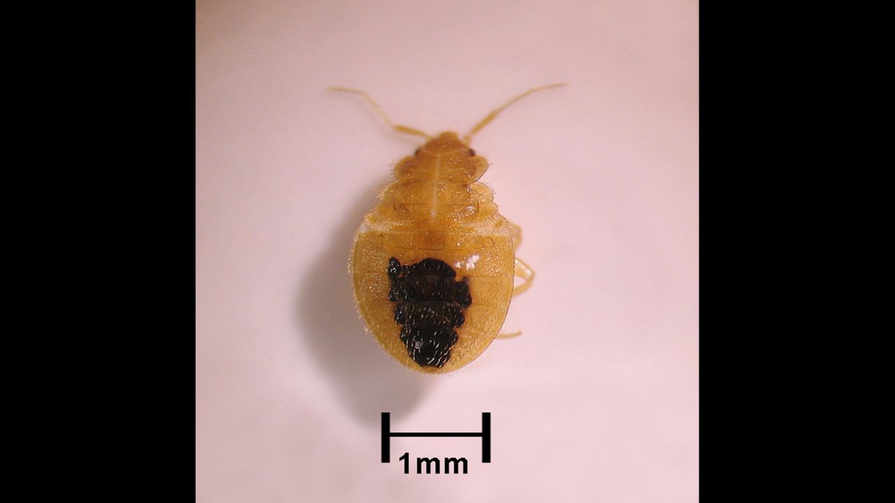 This is a baby bedbug, also known as a nymph. It's only 1 millimeter at this age, a smaller, paler version of its parent. It can still suck your blood, though, turning reddish-brown in color as it feeds. It takes five to eight weeks for a baby to grow into an adult; it will molt during each of its five stages of development.  