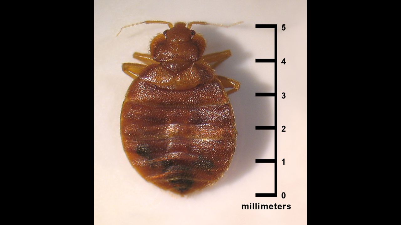 Bedbugs have favorite colors, too, study finds | CNN