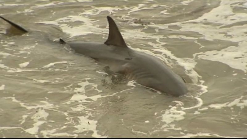 Great white shark trapped on beach | CNN