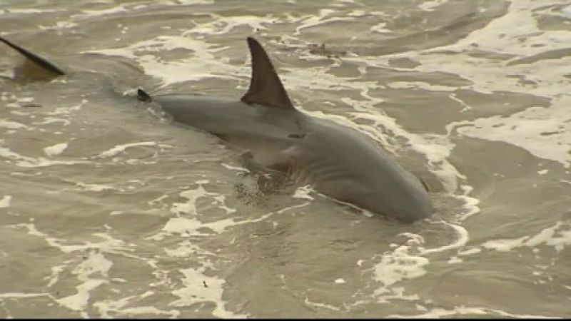 Great white shark stranded on beach