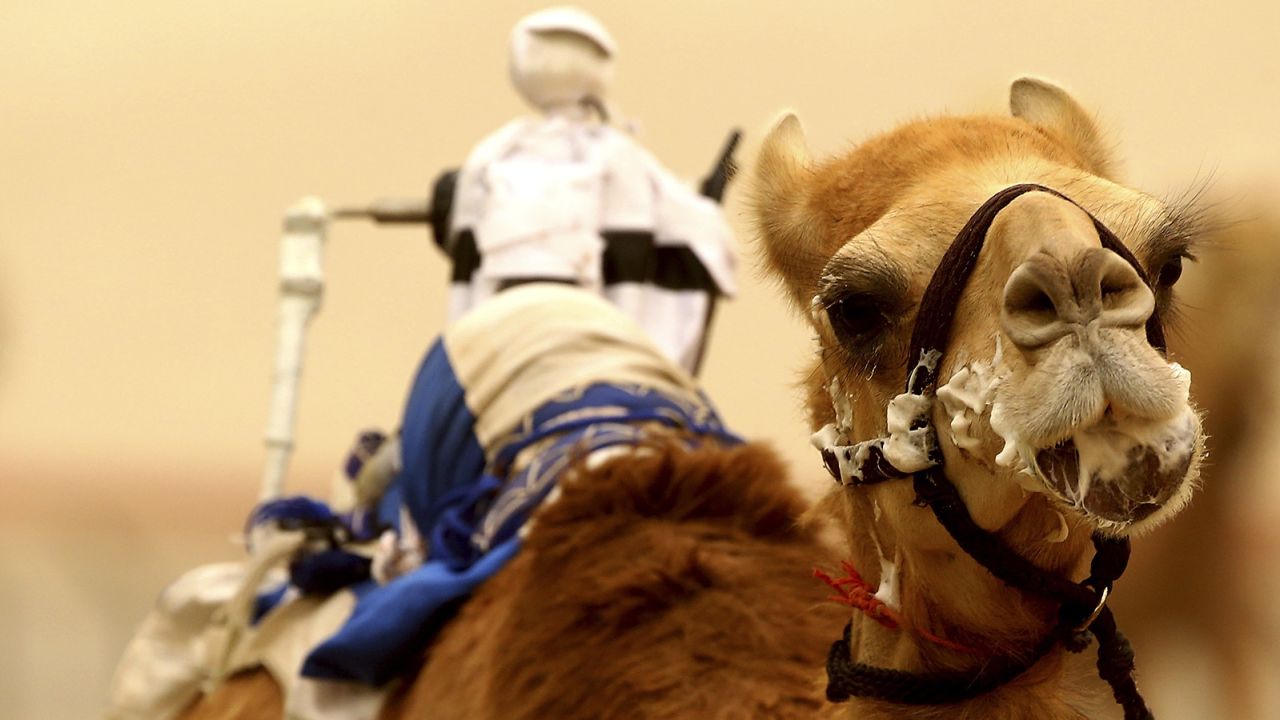 The race between camel-riding robot jockeys is a highlight at Al Marmoom Camel Racing.