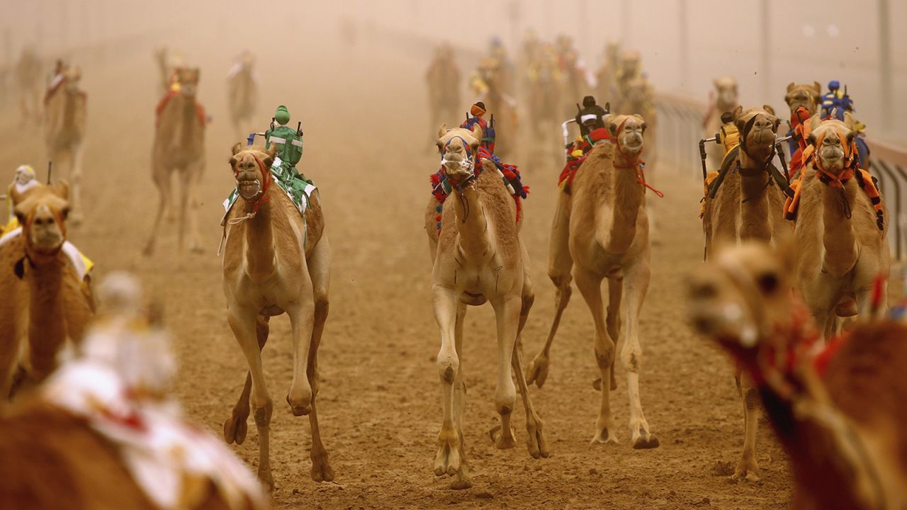 <strong>Al Marmoom camel-racing (Dubai): </strong>Camel-racing is an essential experience in the Middle East, and the most unforgettable race features robot jockeys riding the camels. The robots, when activated by remote control, whip their mounts to make them go faster.