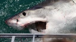 GANSBAAI, SOUTH AFRICA - OCTOBER 19:  A Great White Shark is attracted by a lure on the 'Shark Lady Adventure Tour' on October 19, 2009 in Gansbaai, South Africa. The lure, usually a tuna head, is attached to a buoy and thrown into the water in front of the cage with the divers. The waters off Gansbaai are the best place in the world to see Great White Sharks, due to the abundance of prey such as seals and penguins which live and breed on Dyer Island, which lies 8km from the mainland.  (Photo by Dan Kitwood/Getty Images)