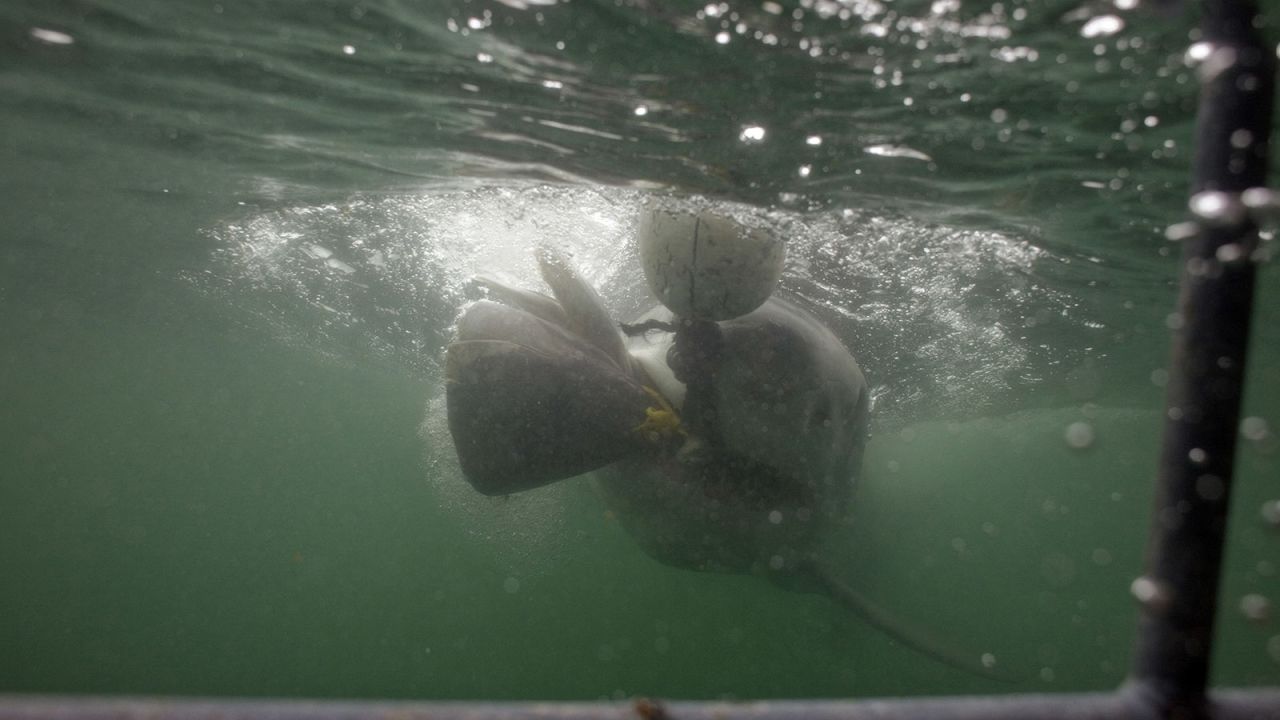 <strong>Great white shark diving in Gansbaai (South Africa):</strong> For those who fantasize about being in the cast of "Jaws."