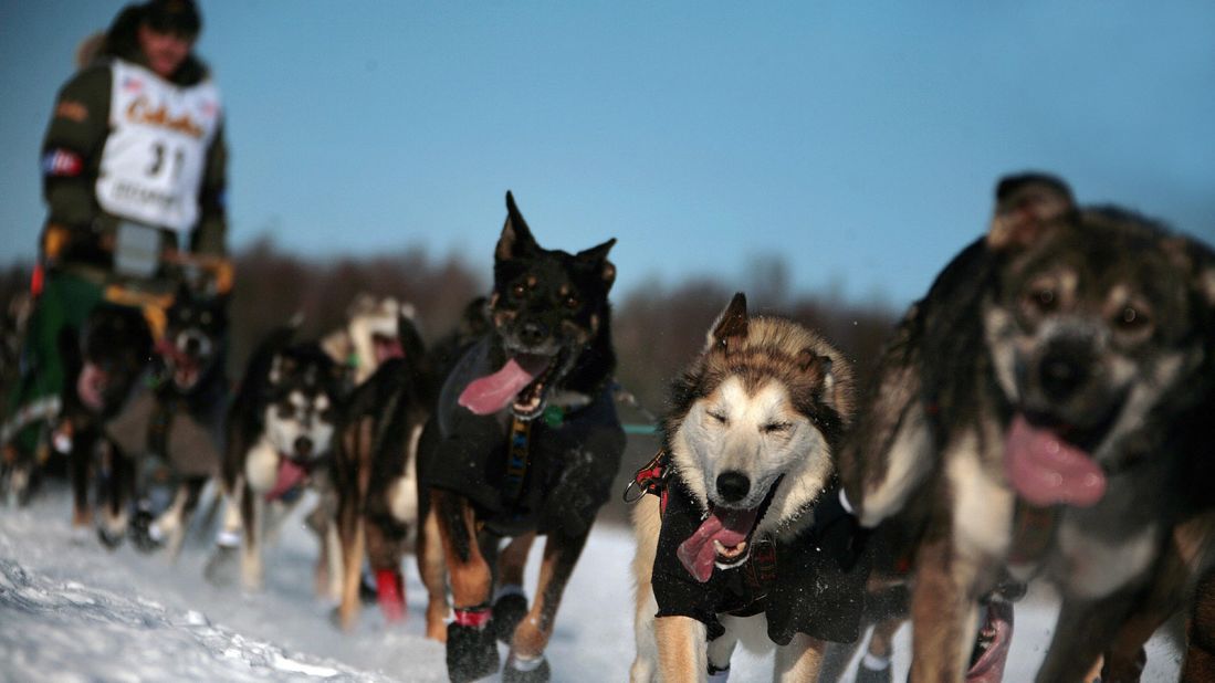 <strong>The Iditarod sled dog race (USA): </strong>The great race across Alaska lasts for at least eight days, covers more than 1,000 miles and takes place in temperatures as low as -50C (-58F).