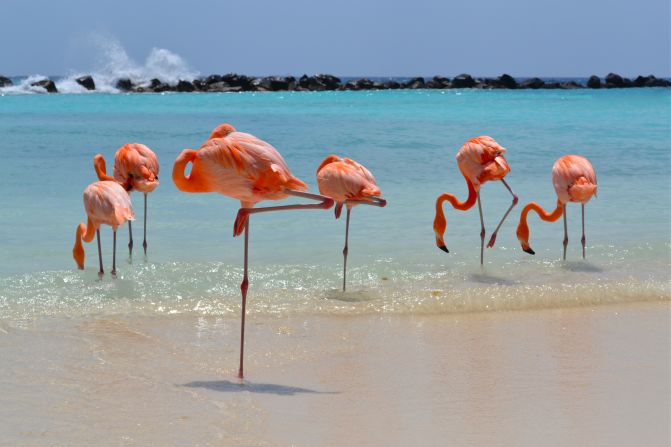 Other Renaissance private island beachgoers include flamingos and other coastal birds.