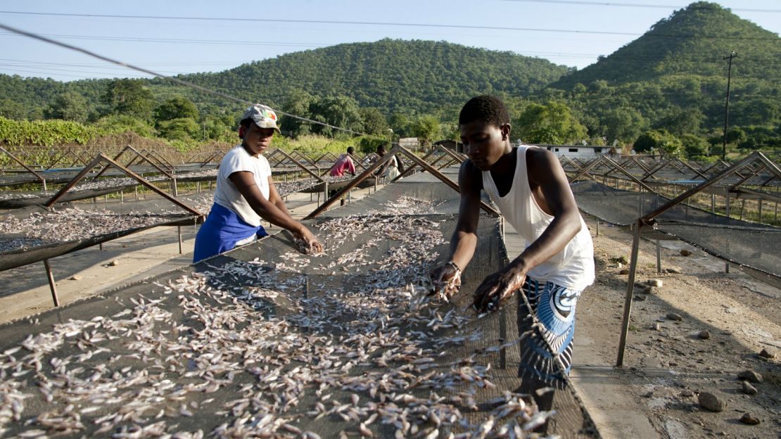 These delicious fish will be cooked up with maize porridge. Irresistible.