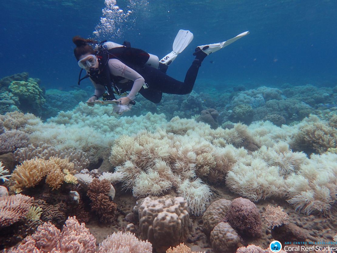 A diver inspects coral bleaching on the Great Barrier Reef in March 2017
