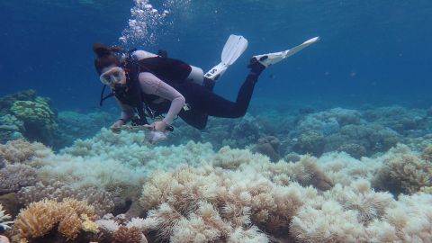 A diver inspects coral bleaching on the Great Barrier Reef in March 2017