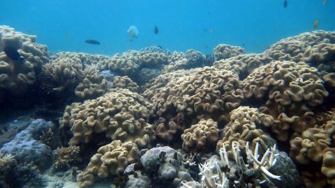 Scientists 'shocked' after second coral bleaching at Great Barrier Reef ...