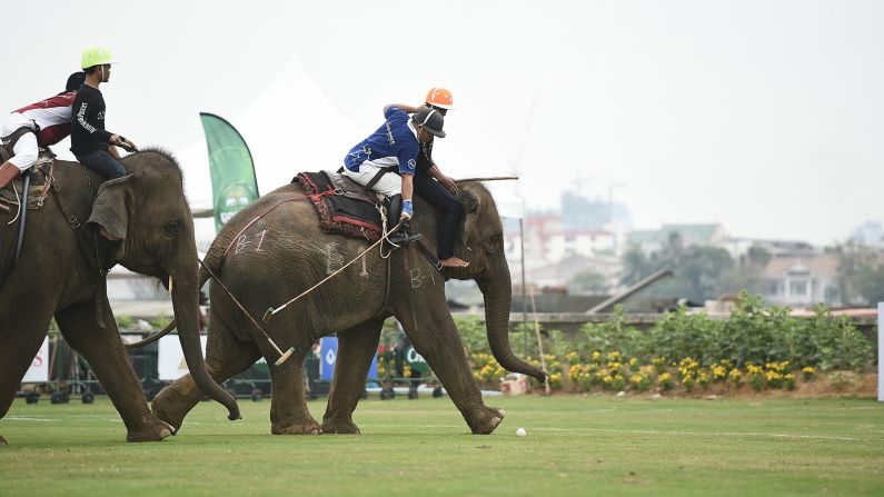 <strong>The King's Cup elephant polo (Thailand):</strong> While this sport is not without controversy, it does at least provide a novel antidote to the horse version.