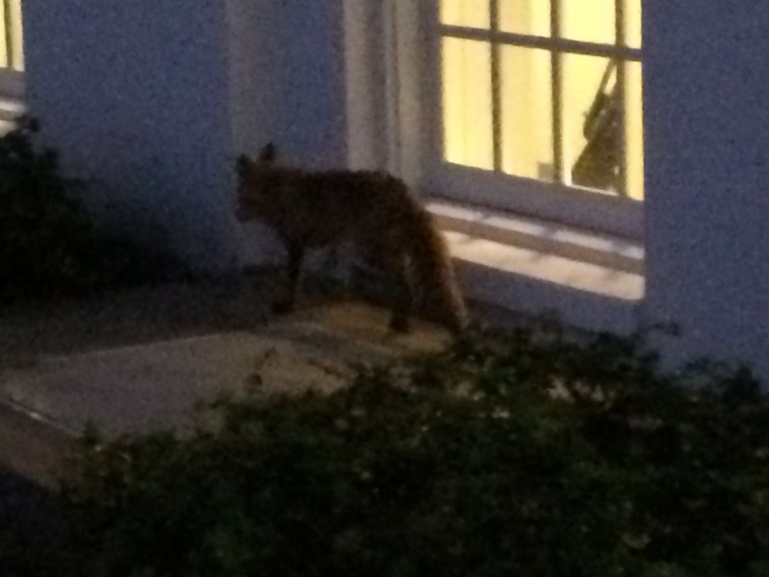 A fox looks around the press area at the White House.