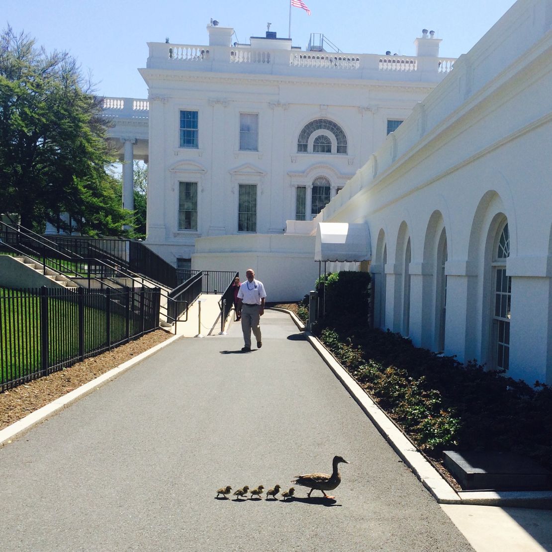 A duck and ducklings at the White House