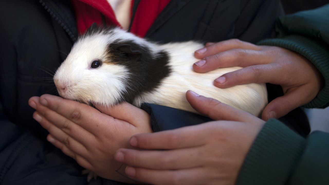 Guinea pigs may be beloved pets in the United States, but in Peru, they are part <a href="http://www.cnn.com/2015/10/16/foodanddrink/what-to-eat-in-peru/">of a traditional dish.</a> Known as cuy, or cuy chactado if fried whole, they are most often eaten in the Andean region. The meat is low-fat and tastes similar to rabbit.