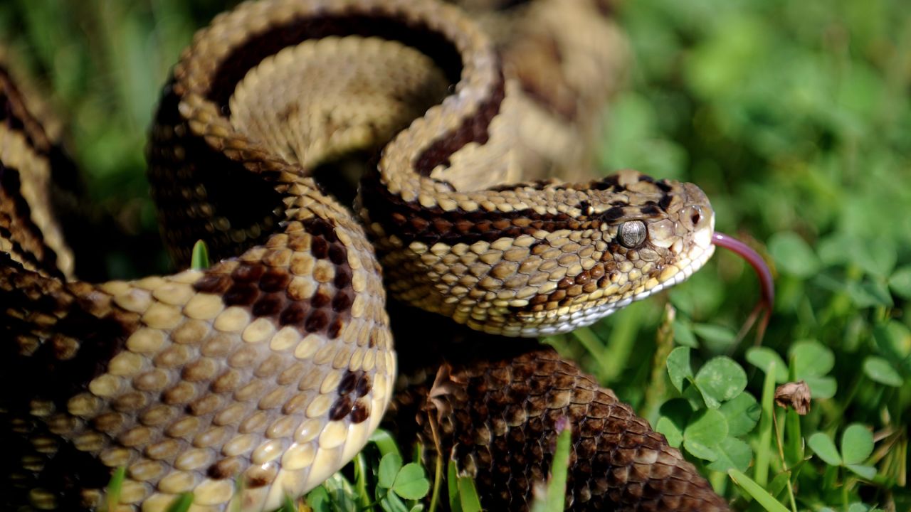 Rattlesnake is also eaten in the American West and in parts of South America. In the US, it's rarely sold commercially but is often available <a href="http://www.cnn.com/2014/04/09/opinion/townsend-rattlesnake-roundup/">after large snake roundups</a>. Low in fat and calories, it can be barbecued or served in chili.