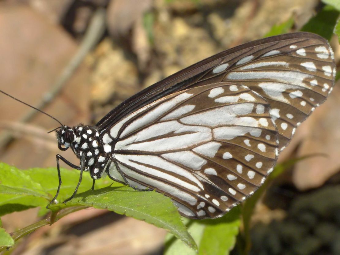 Check out the flora and fauna at Tai Po Kau.