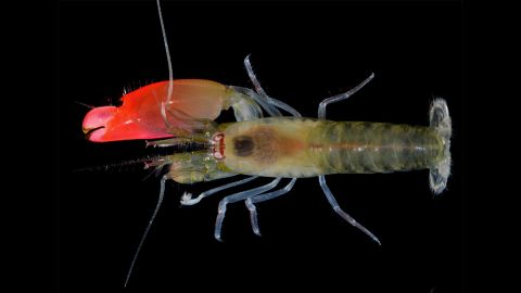 03 Pink Floyd shrimp