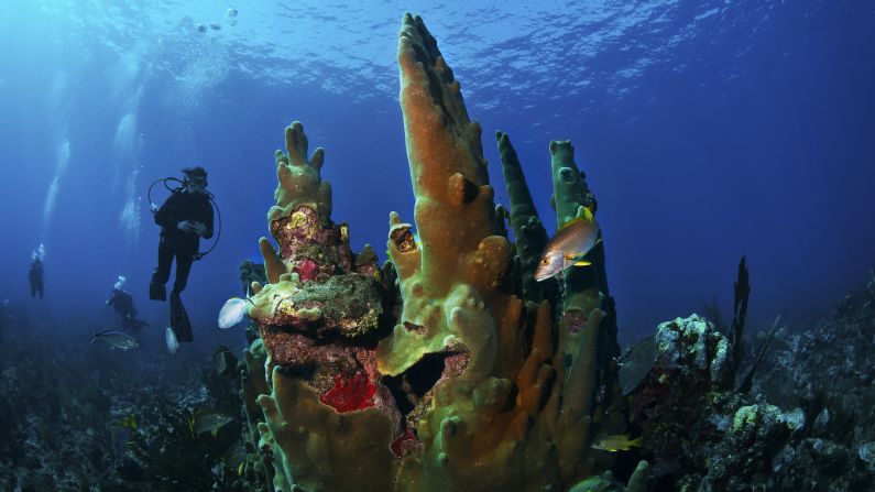 <strong>Belize Barrier Reef</strong>. Stretching almost the entire length of Belize's Caribbean coast, this reef draws scuba divers from around the world. Designated a World Heritage Site in 1996, it was listed as threatened in 2009 due to overfishing, poor water quality and development.  