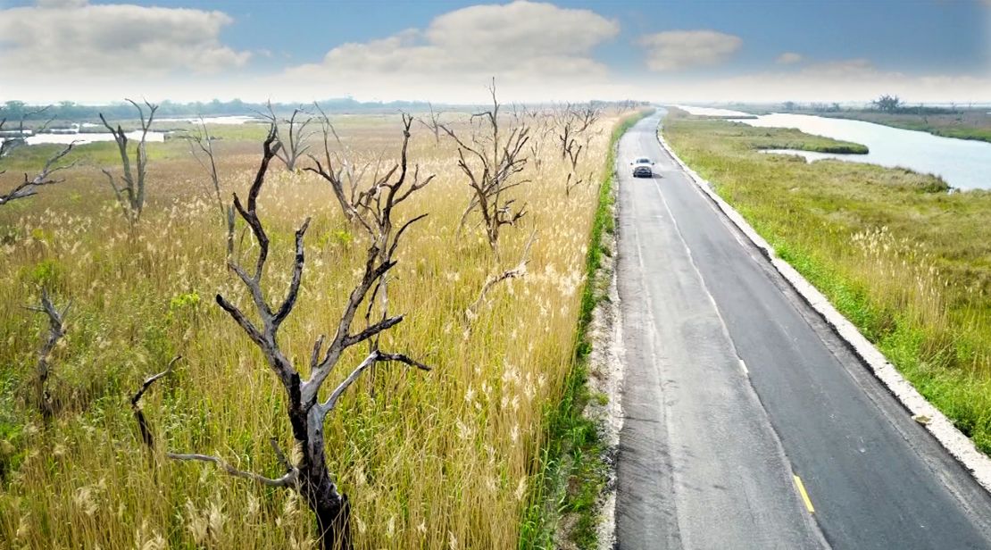 Cyrpus and oak trees wither away because of rising saltwater, creating "Ghost Forests."