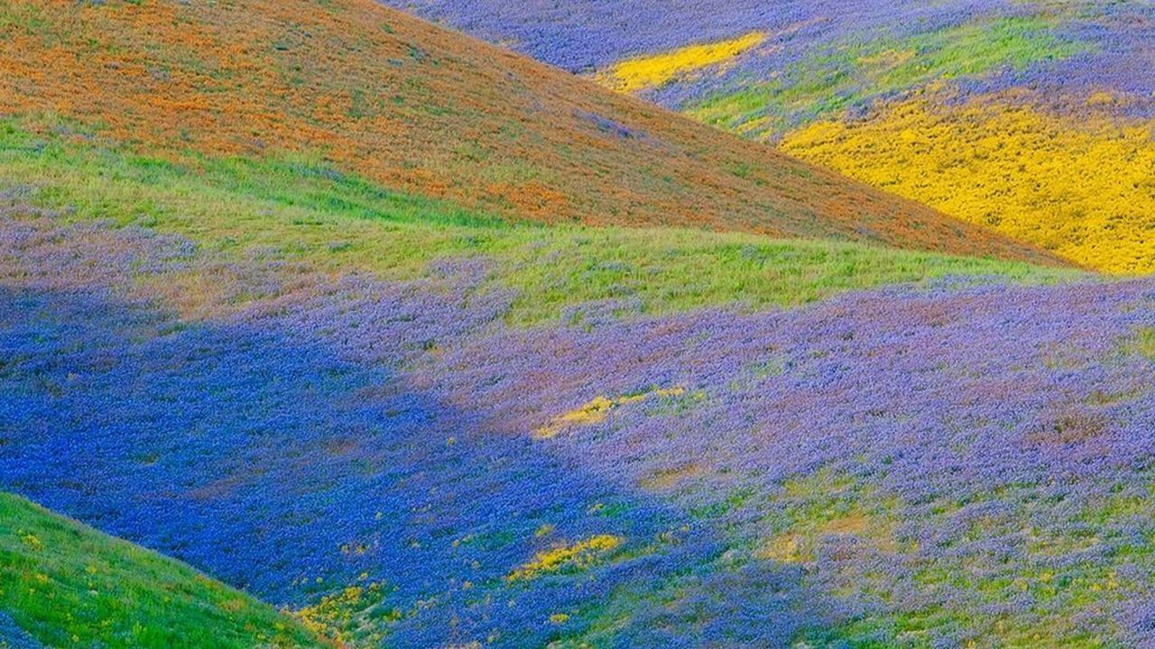 The Temblor Range in California's Carrizo Plain National Monument is covered with wildflowers