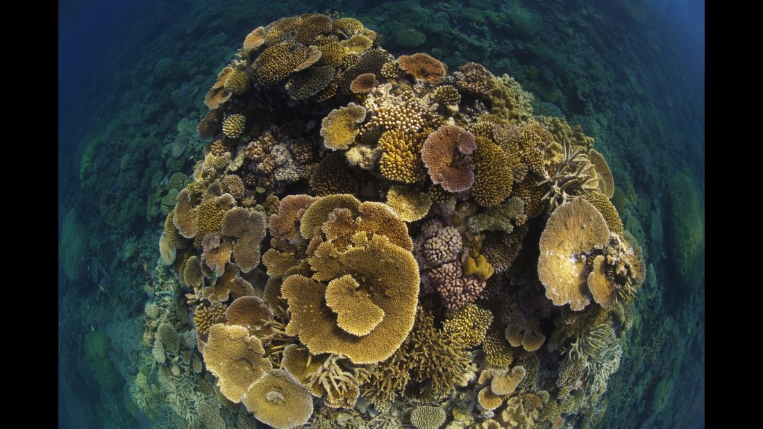 Layers of table corals bloom like a bouquet on the Great Barrier Reef off Port Douglas, Queensland in 2009