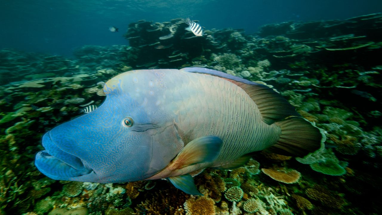 A Maori, or humphead, wrasse  watches us with curiosity as we explore his home reef on the central Great Barrier Reef. 