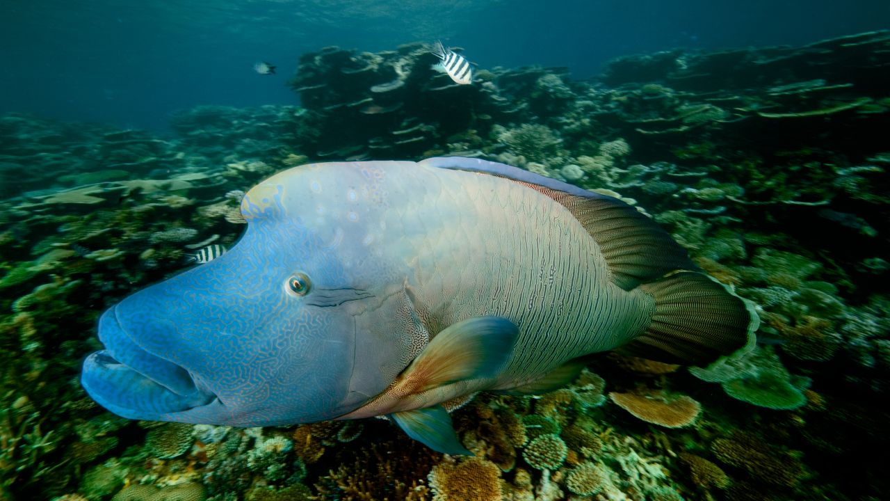 The Great Barrier Reef is literally in hot water (Opinion) | CNN The Great Barrier Reef is literally in hot water (Opinion) | CNN