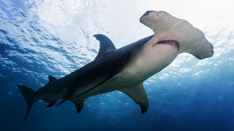 A hammerhead shark patrols the steep drop off at Great Detached Reef on the Northern Great Barrier Reef. <br />
