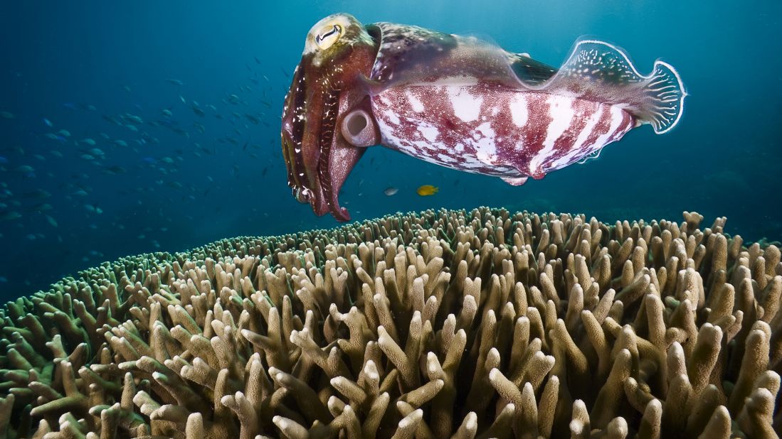 A cuttlefish looks stops and hovers over coral, looking for a place to hide her eggs in Challenger Bay on the Great Barrier Reef. 