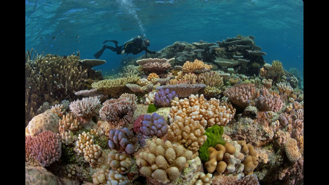 Dr. J.E.N. Veron explores a section of Great Detached Reef on the Northern Great Barrier reef in 2009. The Northern Great Barrier Reef  experienced massive bleaching in 2016.