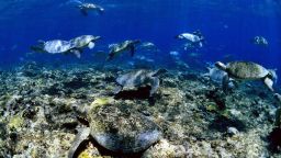 Green sea turtles moved like shifting underwater clouds as thousands of females waited for the cover of nightfall to leave the water and lay their eggs on Raine Island.