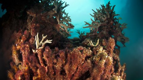 After corals die algae may take over covering the once vibrant reef. This coral died of an undetermined cause in Challenger Bay in 2009. 