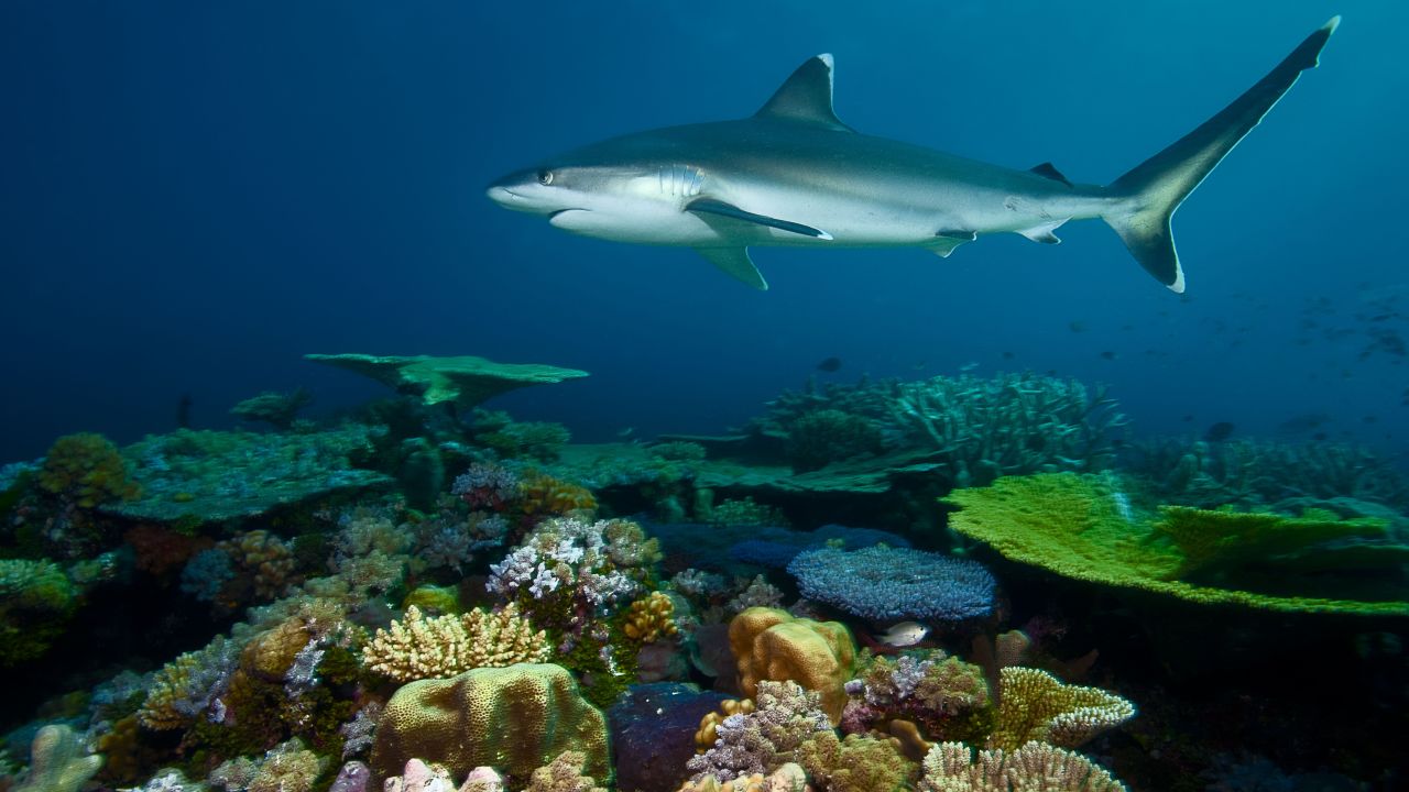 A silvertip shark patrols Great Detached Reef looking a meal. 