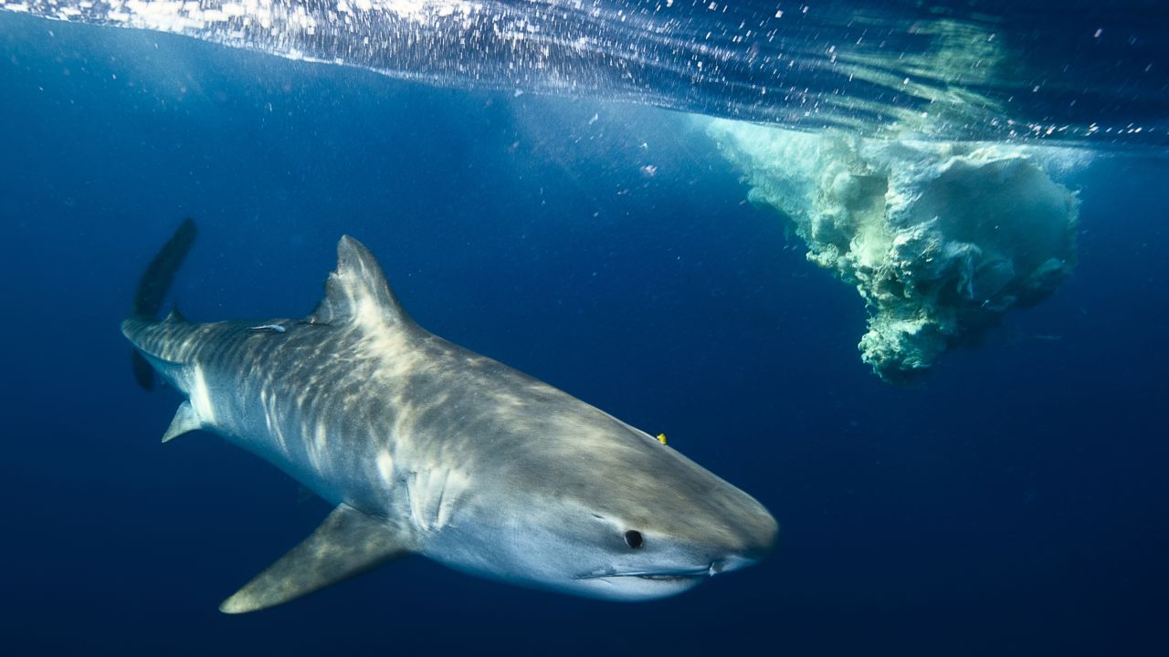 A tiger shark protectively circles  a dead sperm whale on the inside of the barrier reef. 