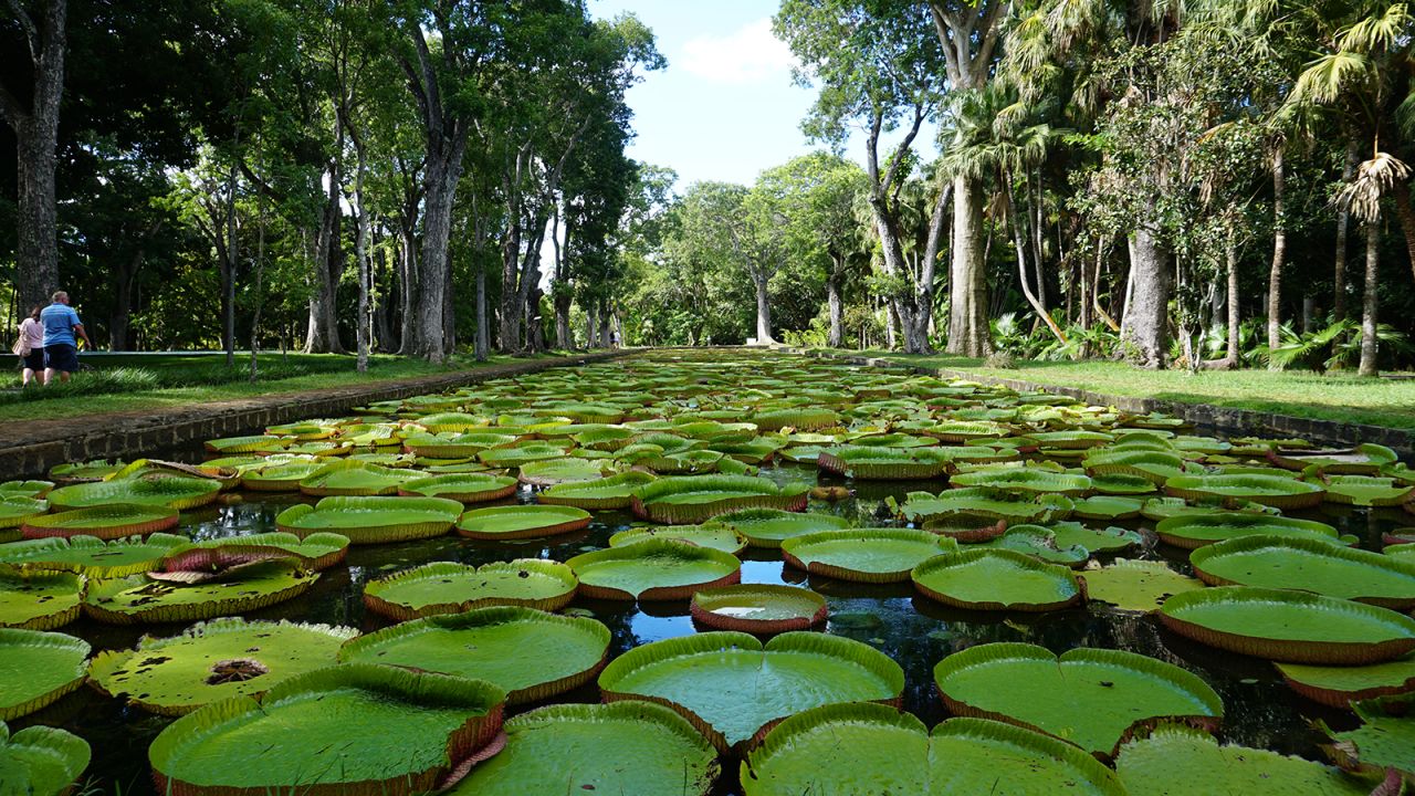 <strong>SSR Botanical Gardens: </strong>With towering palms and plant species from around the world, the Sir Seewoosagur Ramgoolam Botanical Gardens are a favorite picnic spot for Mauritians.