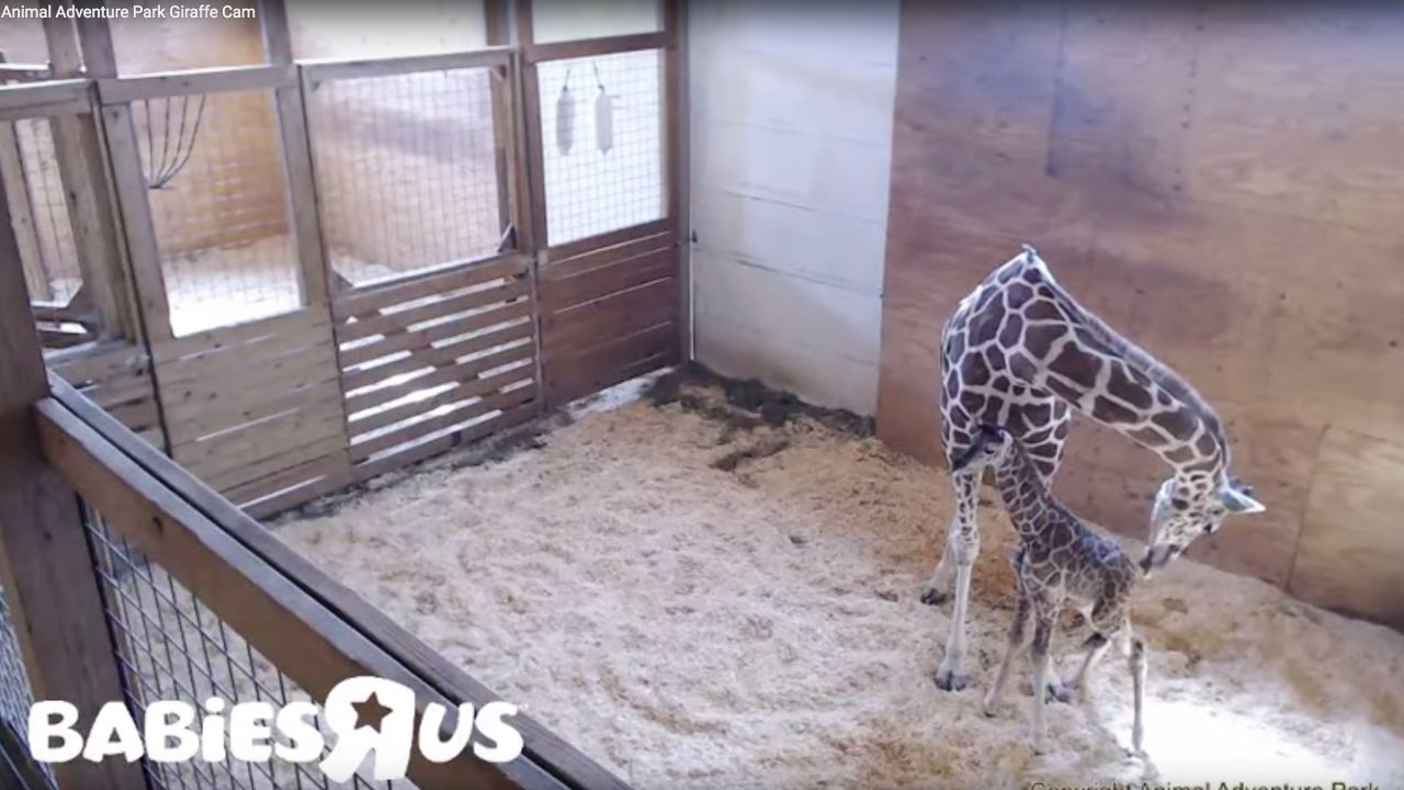 April the giraffe had her new calf that was born on April 15. 