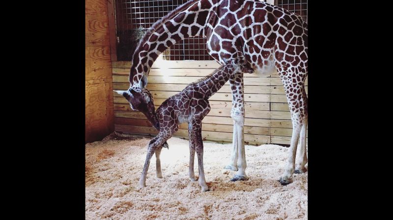 April The Giraffe Gives Birth | CNN