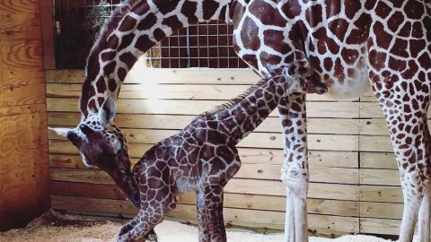 April the giraffe and her newborn calf bond with each other Saturday at Animal Adventure Park.