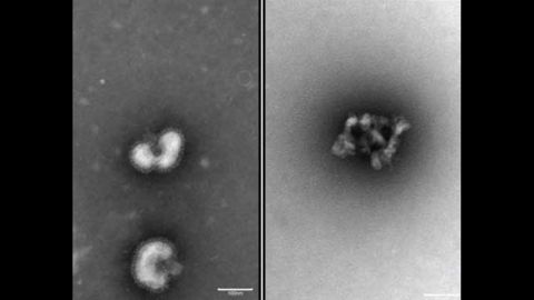 A side-by-side electron microscope image of a flu virus before and after being exposed to the urumin peptide.
