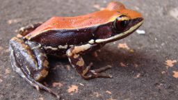 This image shows a Hydrophylax bahuvistara frog in its native environment in southern India.