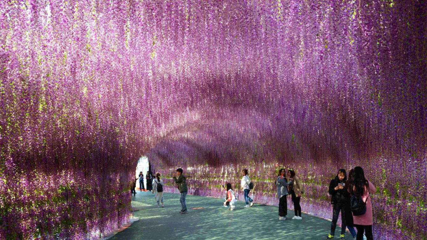 <strong>Shenyang, China:</strong> A 200-meter-long "arcade of lavender" is one of the most popular spots to visit in Liaoning Province's capital.