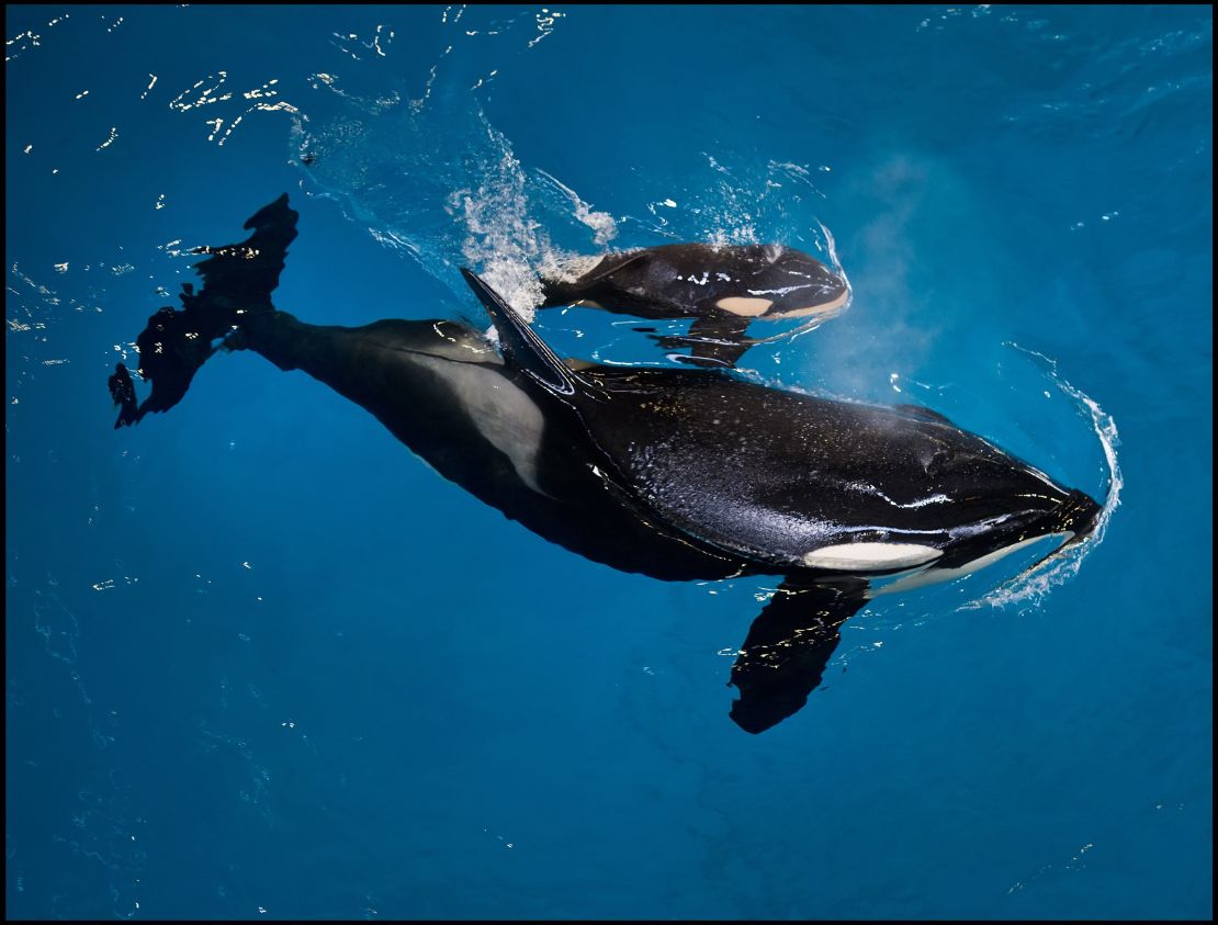 Takara helps guide the newborn to the water's surface as the calf takes one of its first breaths.