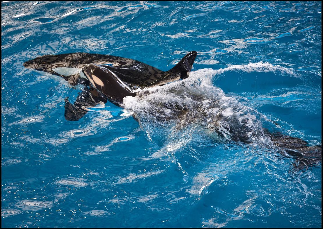 SeaWorld San Antonio had welcomed the orca calf in April.