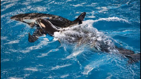 SeaWorld San Antonio welcomed an orca calf, the last to be born at a SeaWorld park. 