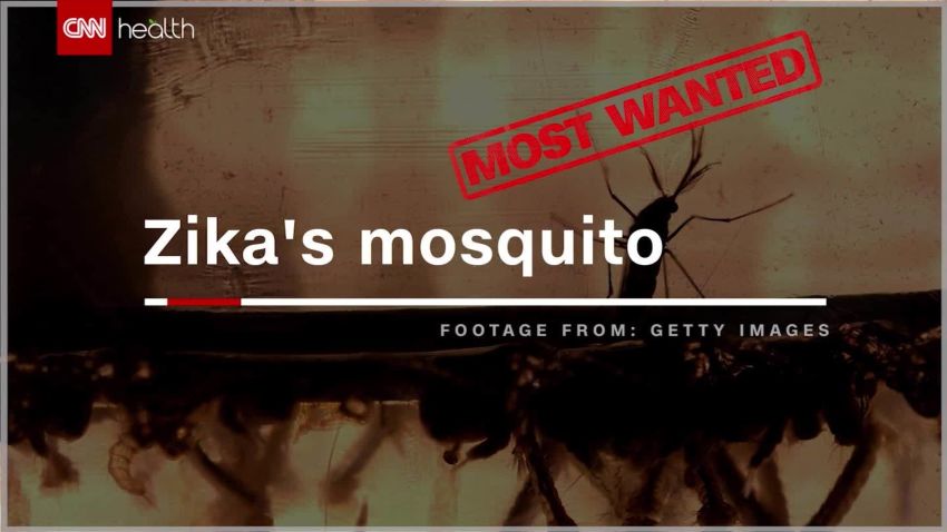 Zika mosquito _00000128.jpg