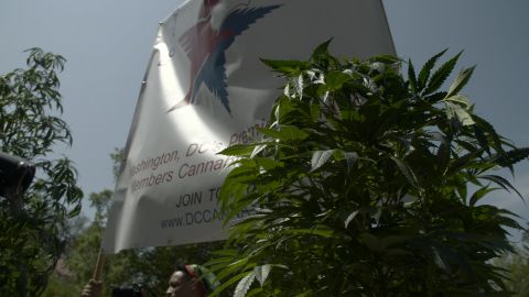 A marijuana plant at the DCMJ joint giveaway on April 20, 2017.