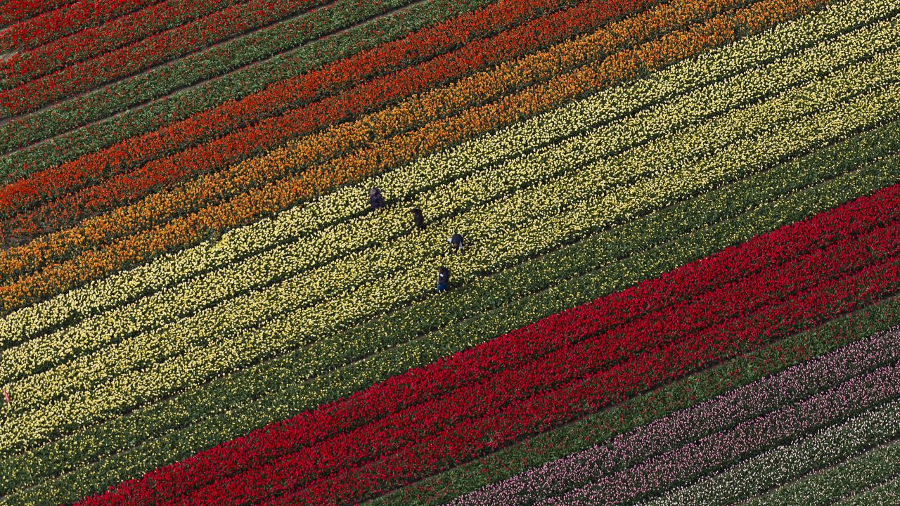 People tend to tulips at the Keukenhof flower garden in Lisse, Netherlands, on Wednesday, April 19. The garden is home to some 7 million spring-flowering bulbs, according to its website.