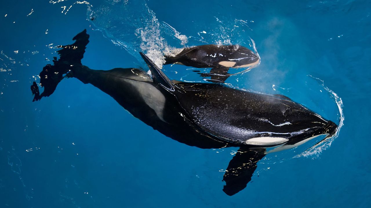 Takara, an orca whale, helps guide her newborn to the water's surface at SeaWorld in San Antonio on Wednesday, April 19. <a href="http://www.cnn.com/2017/04/20/us/sea-world-killer-whale-born-trnd/" target="_blank">The newborn killer whale calf</a> is the last one birthed in captivity at the company's marine parks.