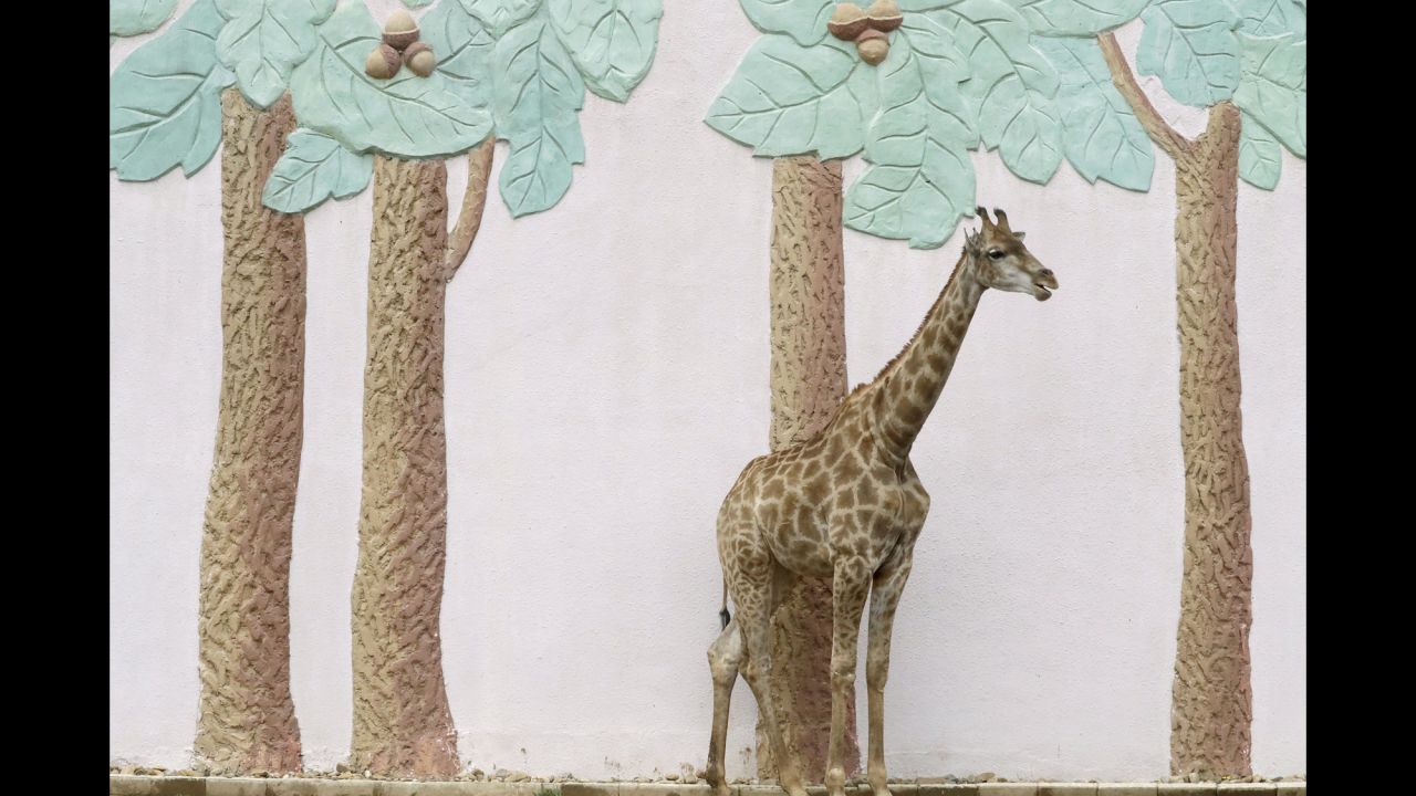 A giraffe stands by a wall with fake tree carvings at the Central Zoo in Pyongyang, North Korea, on Thursday, April 20.