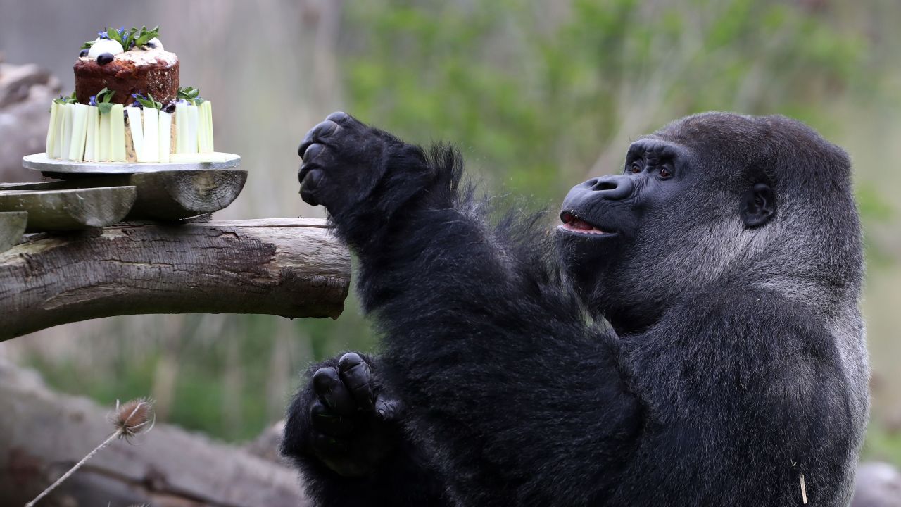Ambam, the largest silverback gorilla at Port Lympne Wild Animal Park in Kent, England, enjoys some carrot cake topped with hard-boiled eggs in celebration of his 27th birthday on Friday, April 14.